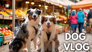 A Day In The Life Of Having 2 Mini Australian Shepherds | Vlog, Farmers Market \u0026 Dog Park