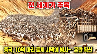 전 세계가 주목하고 있다: 중국이 10억 마리의 토끼를 사막에 방사하자 그 계획의 의도에 대해 전 세계가 혼란스러워 하고 있다