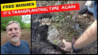 More Free Bushes | Just Transplant