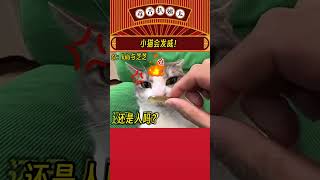 猫猫：本喵咳嗽很凶的哦！#猫猫 #娱乐评论大赏#shorts