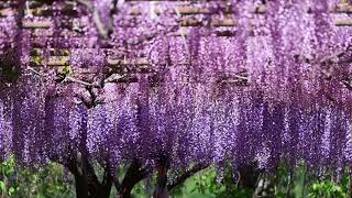 2022.04.30 めざせ楽々フジの花見学 長野県豊丘村泉龍院