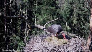 Kiedy jest gorąco, wtedy bocian dyszy jak pies / When it is hot, then the stork gasps like a dog