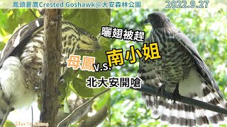 20220927 曬翅被趕，南小姐與母鳳北大安開嗆【大安森林公園鳳頭蒼鷹Crested Goshawk】