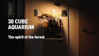 30cm Cube aquarium aquascape [The spirit of the forest]