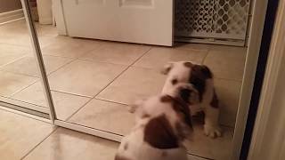 Bosco the English Bulldog sees himself in the mirror for the first time