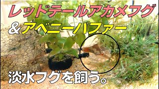 【アクアリウム】淡水フグを飼う。レッドテールアカメフグ　#アクアリウム