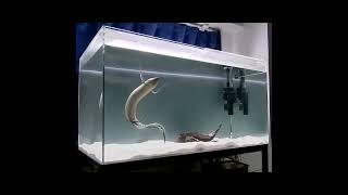 The African Lungfish River Monster Fish That Breathes Air @shimpei_nozaki | Falcon Aquarium Services