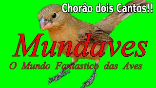 Como Abrir o Canto do seu Chorão Dois Bico (Cachorro e Singelo) - Chorão de Muita Ordem!!