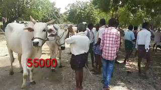 Suryapet santha angadi adhulu...