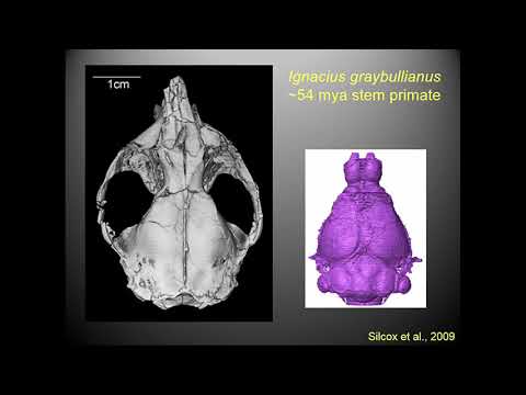 How did the transition from walking on four legs to two legs influence the evolution of human Somatosenses?