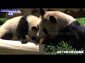 【30分deパンダ】寝転がっている姿も可愛い❤ 特に可愛い時期🎵 彩浜🌈 autumn panda night🐼 おやすみ前に可愛いパンダを❤ いい夢がみられるように🐼