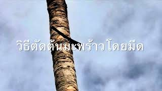 วิธีตัดต้นมะพร้าวโดยมีด | How to cut coconut tree