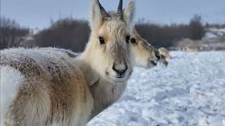 Nearly 10,000 Mongolian Gazelles cross border to winter in Inner Mongolia, China