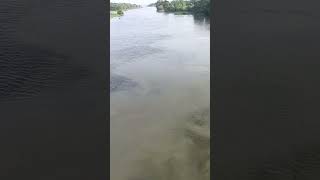 পানিতে ভরপুর নদী। #river #water #flood #viralvideo #shortvideo #nature