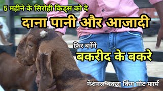 पलाई के सिरोही गोट किड्स  | visit nbk goat farm ke sirohi ajmeri gujri palai goat kids | goat market