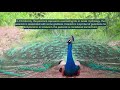 12 amazing facts about peacock