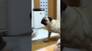 無視するパグ犬#shorts