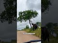 大象輕而易舉將樹推倒，力量讓人眼界大開 野生動物零距離 大象