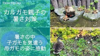 カルガモ親子の暑さ対策（2024年6月12～19日）