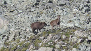 Tahr hunt, May 2017, New Zealand