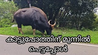 കാട്ടു പോത്തിന് മുന്നിൽ പെട്ടപ്പോൾ