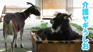 「久しぶりの文字入れ動画」介護ヤギうしお日記＃60　吉懸牧場　2021年6月20日　A goat that needs care and cannot walk