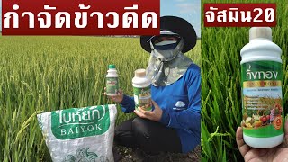 #จัสมิน20 สรรคบุรีชัยนาท #กำจัดข้าวดีดข้าวเด้ง รอบนี้ได้ผลชัดเจน 081-105-0365 , 088-682-3465