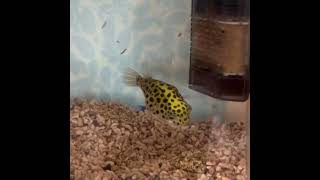 ミドリフグの一口 Green spotted pufferfish,A bite