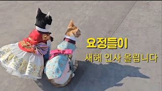 올 한해 응원에 감사 인사 올립니다#애견애묘한복#루루핏한복