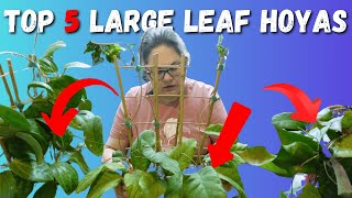 My Top 5 Large Leaf Hoya for January 2025