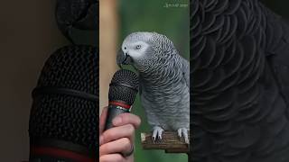 Попугай, который понимал, о чём говорит!🦜