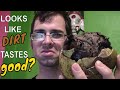 Mexican Calabash Review (Crescentia alata) Looks gross but tastes good! - Weird Fruit Explorer 288