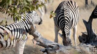 Plains zebra enjoying a nice scratch, Etosha NP, Namibia