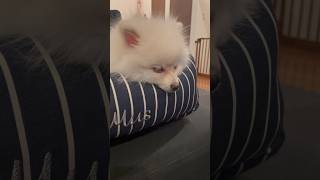 眠気と戦う愛犬　#short #SAKU #サク #ポメラニアン #pomeranian #犬 #dog #狗 #개 #कुत्ता