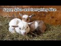 All Our Baby Goats Have Arrived, Healthy & Happy!