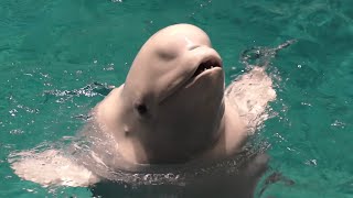 ベルーガ　みんなで首をフリフリします　【名古屋港水族館】Beluga Port of Nagoya Public Aquarium