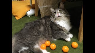 ボールのキャッチ練習をする猫 ノルウェージャンフォレストキャットPractice to catch the ball.Norwegian Forest Cat.