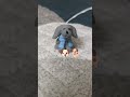 🐶😀🐕#satisfying #toys #lego #funny #trending #viralvideo #shorts #reels #memes #tiktok#asmr