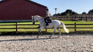 Lykkehøjs Cassander Flatwork