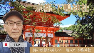 【京都の世界遺産】葵の新緑が美しい！下鴨神社ツアー　2023.5 ｜「リモート世界遺産」の旅！