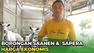 SAANEN \u0026 SAPERA PAKET BORONGAN HARGA EKONOMIS