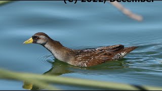 Secretive birds: Sora