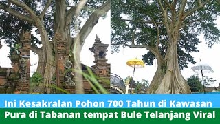 Ini Misteri dan Kesakralan Pohon Berusia 700 Tahun di Tabanan Bali, Lokasi Bule Perempuan Telanjangg