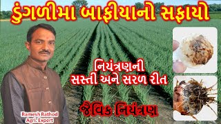 ડુંગળીનો બાફીયો તેની ઓળખ અને તેનુ નિયંત્રણ | ડુંગળીના બાફીયા માટે ખાસ ભલામણ | Dungari | Onion |Kheti