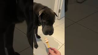 Brushing Bear The Shar Pei’s Teeth | Store Paws Training