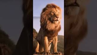 lion fight with arabic nasheed best #fight #short