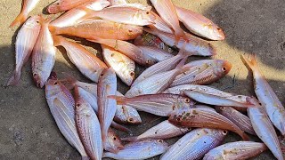 വിഴിഞ്ഞം 🐟🐟🐟 2/1/2025 10:15 AM