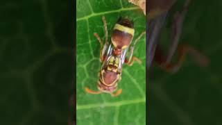 Ropalidia Paper Wasps