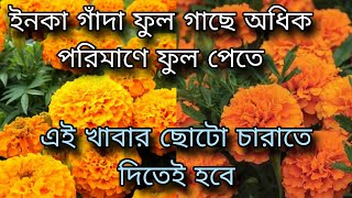 ইনকা গাঁদা ফুল গাছে অধিক পরিমাণে ফুল পেতে এই খাবার ছোটো চারাতে দিতেই হবে