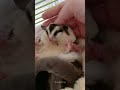 cute sugar glider sleeping​ with her babies ❤️❤️ shorts sugarglider sugarglidercare